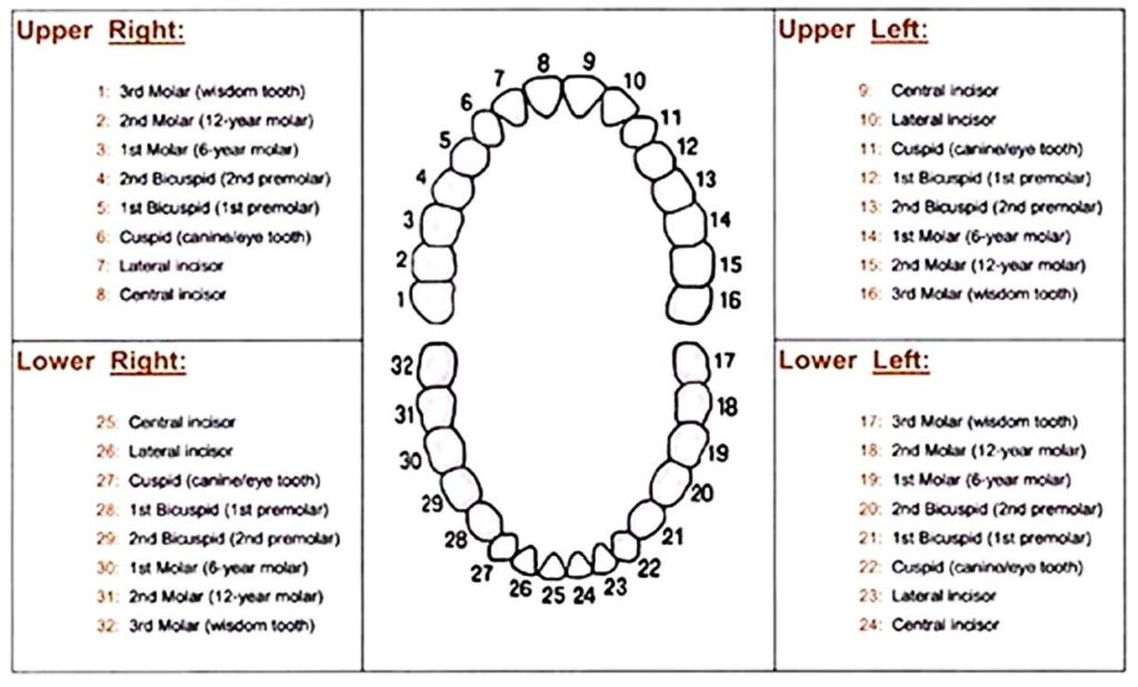 teeth number chart