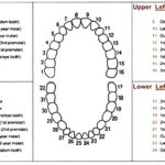 teeth number chart