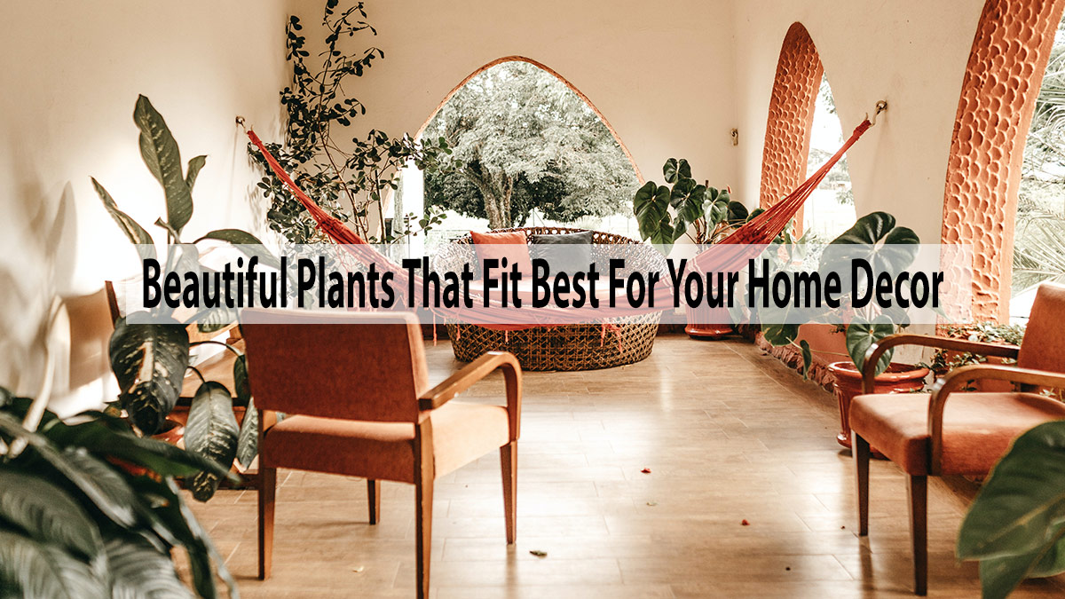 Beautiful Plants That Fit Best For Your Home Decor