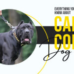 Everything You Wanted to Know About Cane Corso Dogs