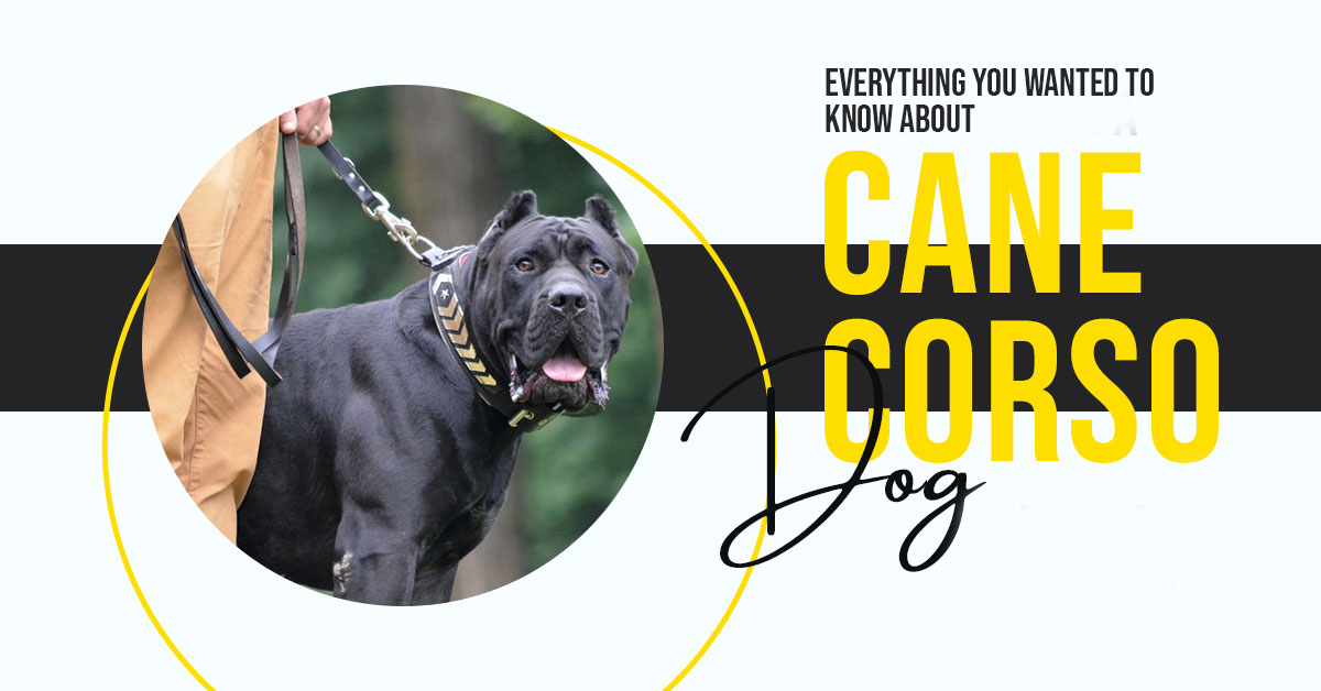 Everything You Wanted to Know About Cane Corso Dogs