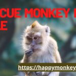 Rescue monkey for sale