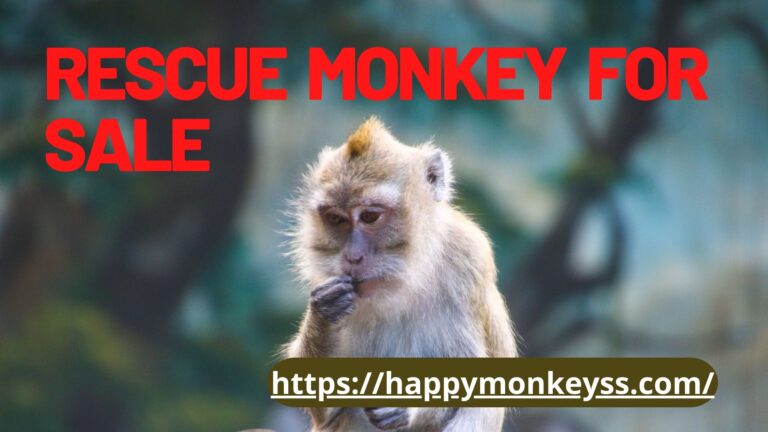 Rescue monkey for sale