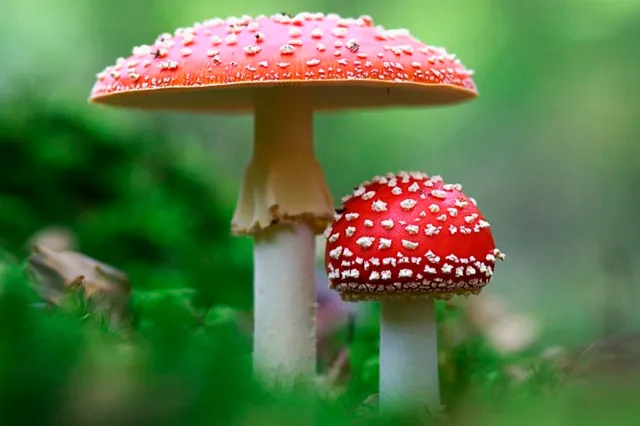 Exploring the Allure of Amanita Mushroom Gummies: A Delightful Dive into Nature’s Delicacy